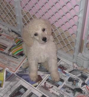 AKCStandardPoodlePuppies